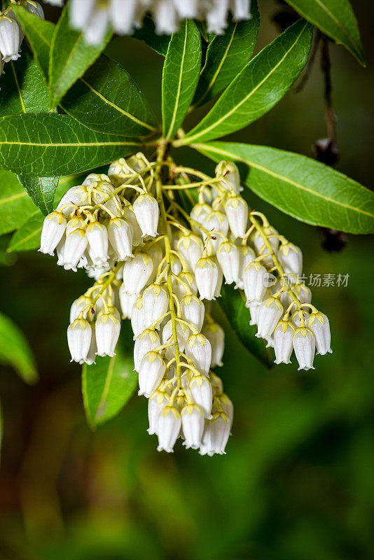 山上的雪Pieris -白色的钟形花